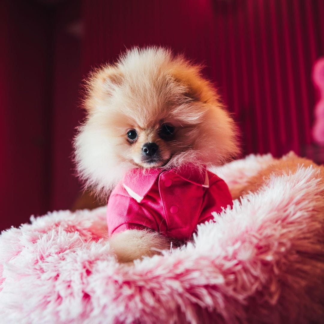 If You Are a Fan of Anything "Cute," These Photos Of Dj Cuppy's Dogs Will Make You Go "Awnnn" 14 183563560 163287938979640 1405006754915229893 n