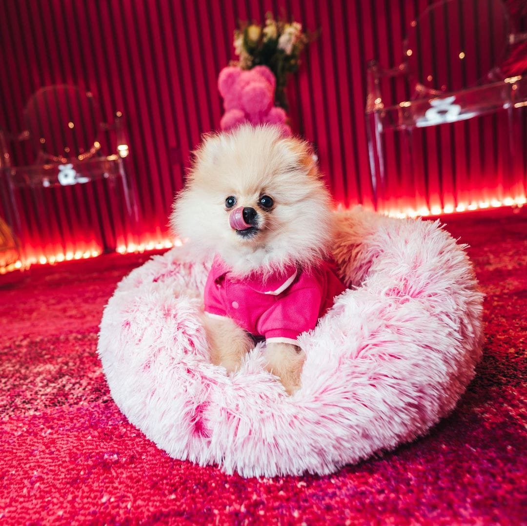 If You Are a Fan of Anything "Cute," These Photos Of Dj Cuppy's Dogs Will Make You Go "Awnnn" 15 184351279 1140443923090519 6807656437912985843 n