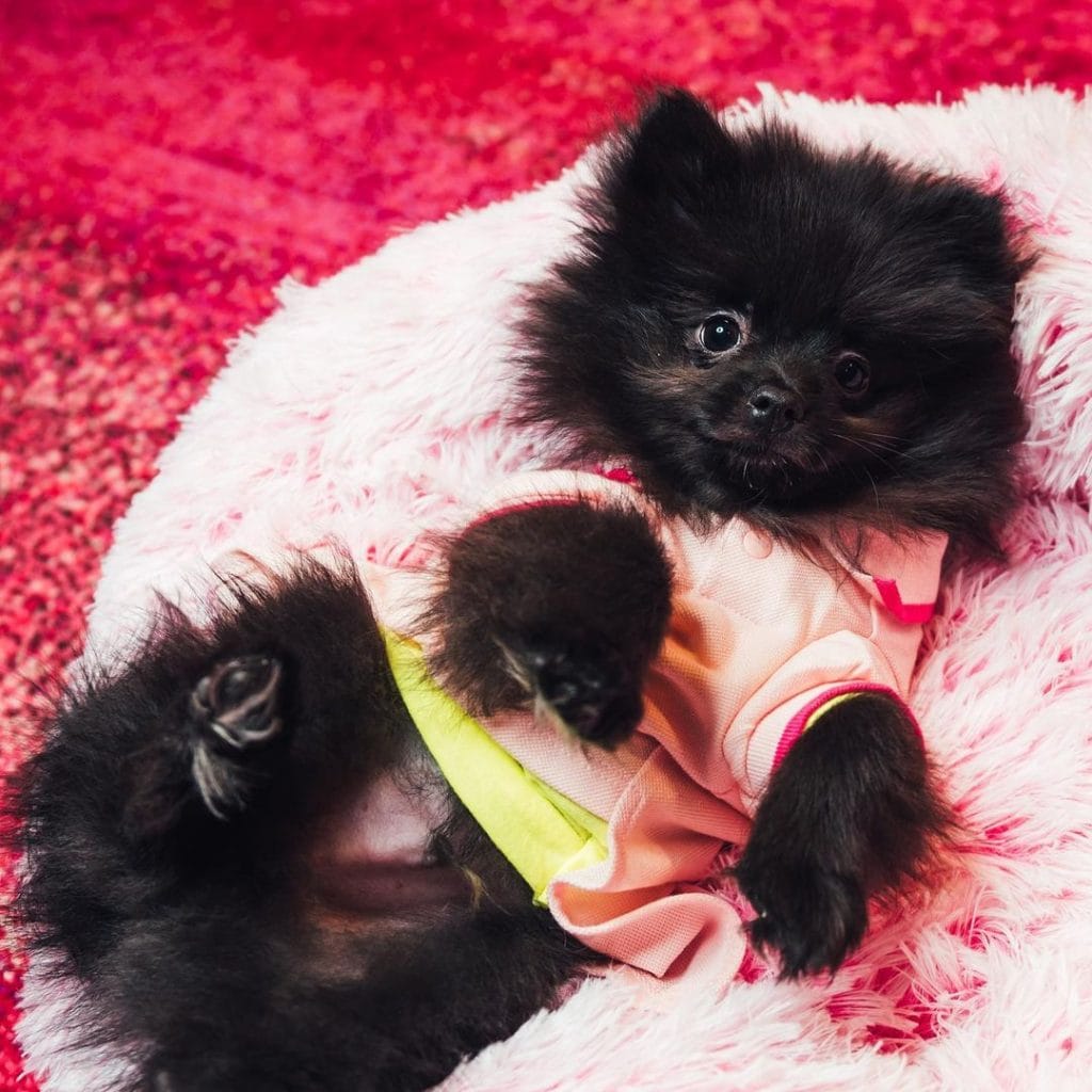If You Are a Fan of Anything "Cute," These Photos Of Dj Cuppy's Dogs Will Make You Go "Awnnn" 8 184950974 284810746642813 3922562619805662525 n