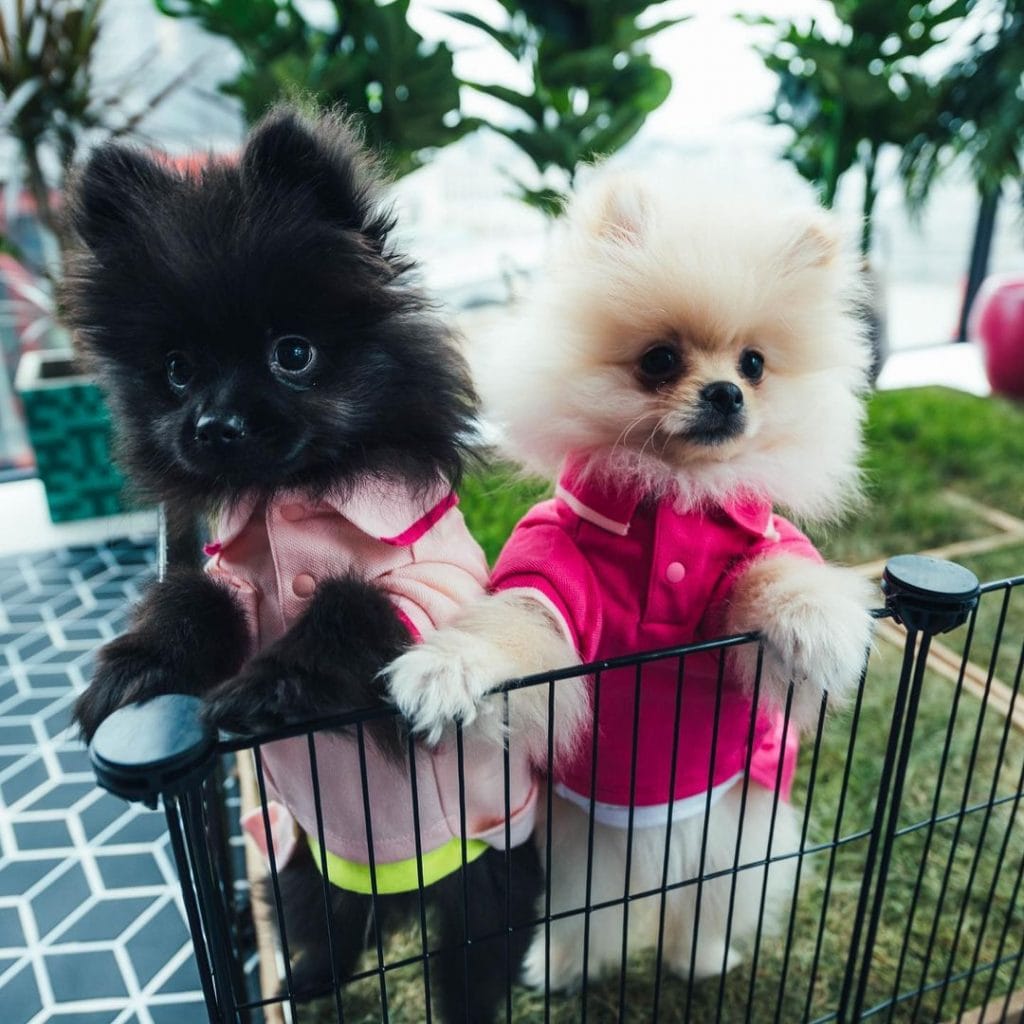 If You Are a Fan of Anything "Cute," These Photos Of Dj Cuppy's Dogs Will Make You Go "Awnnn" 2 185001527 501469301040779 2699852025217582424 n