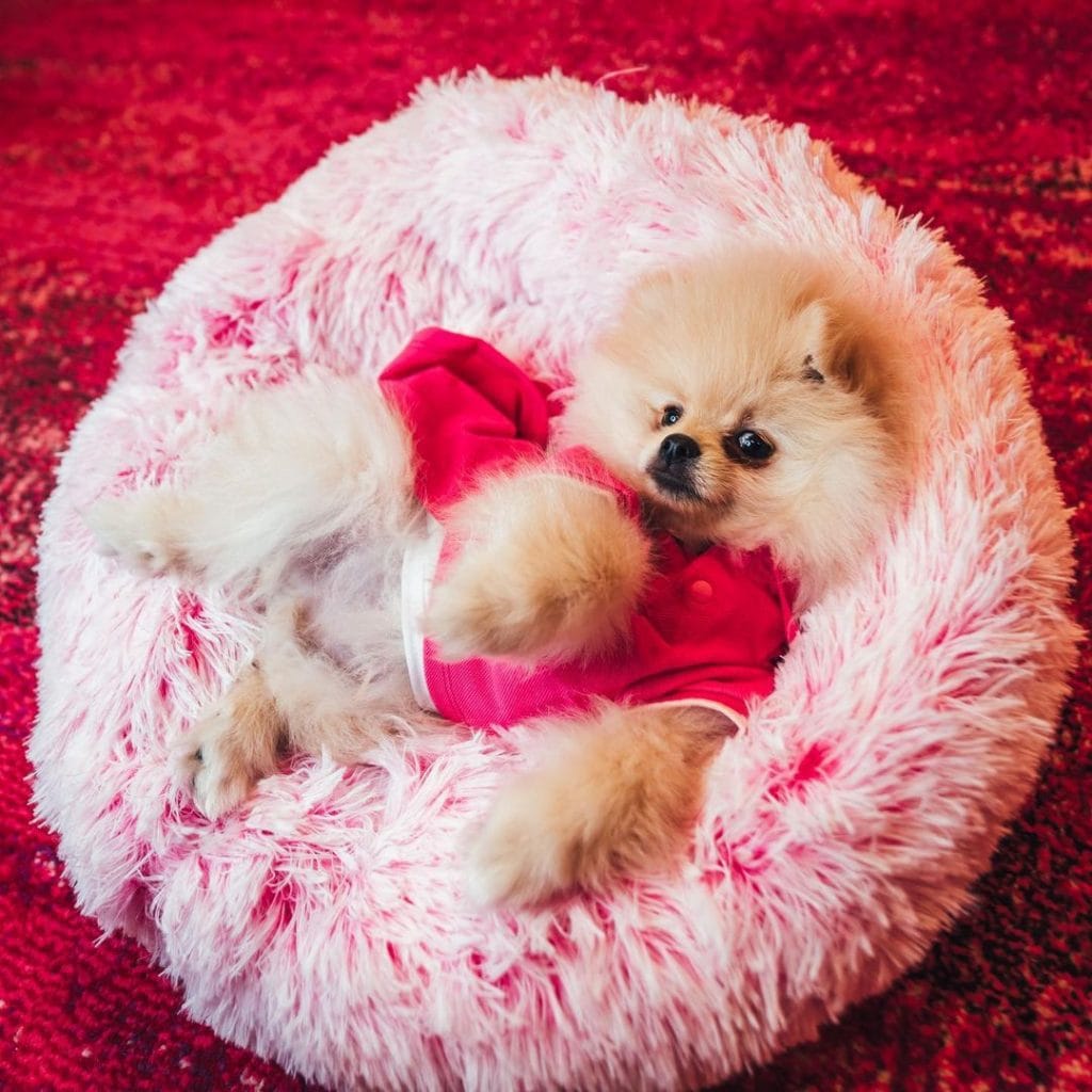 If You Are a Fan of Anything "Cute," These Photos Of Dj Cuppy's Dogs Will Make You Go "Awnnn" 12 185035954 535998237566613 4983918489495694550 n