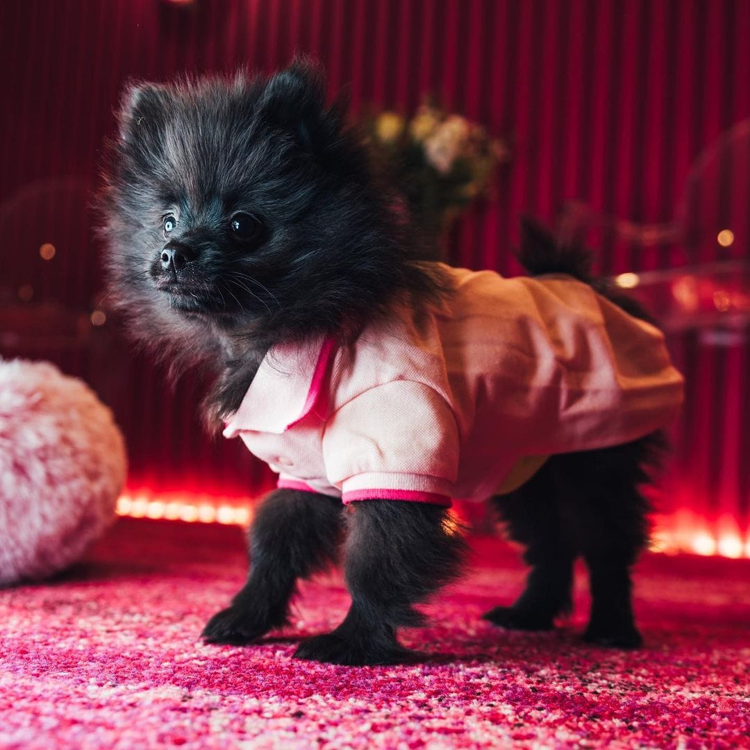 If You Are a Fan of Anything "Cute," These Photos Of Dj Cuppy's Dogs Will Make You Go "Awnnn" 11 185291475 287946712997326 8378305389365683175 n