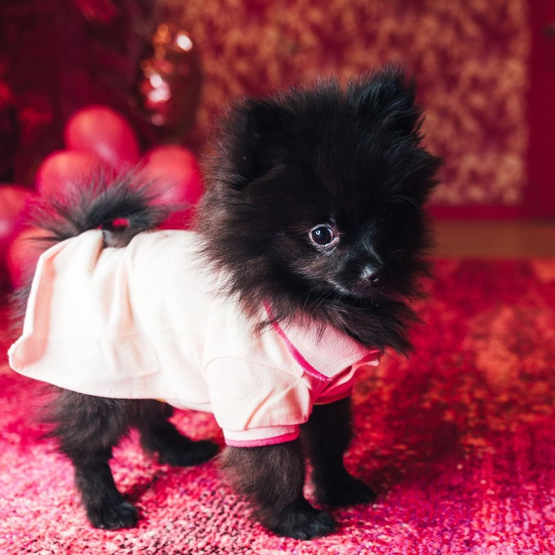 If You Are a Fan of Anything "Cute," These Photos Of Dj Cuppy's Dogs Will Make You Go "Awnnn" 10 185545508 290399895967419 8128417384170251986 n