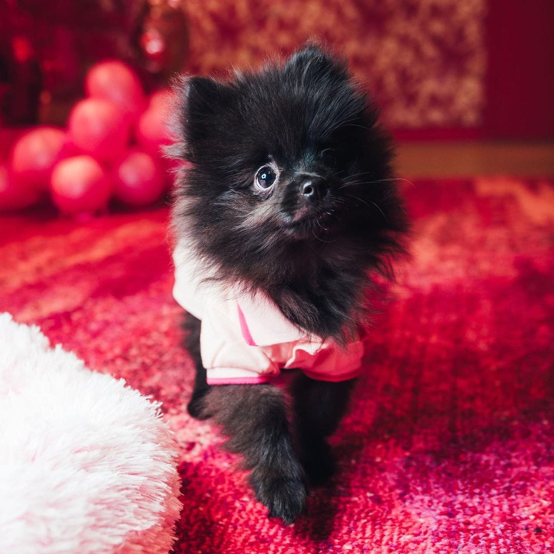 If You Are a Fan of Anything "Cute," These Photos Of Dj Cuppy's Dogs Will Make You Go "Awnnn" 9 185557024 505997693918500 3903856575862145681 n