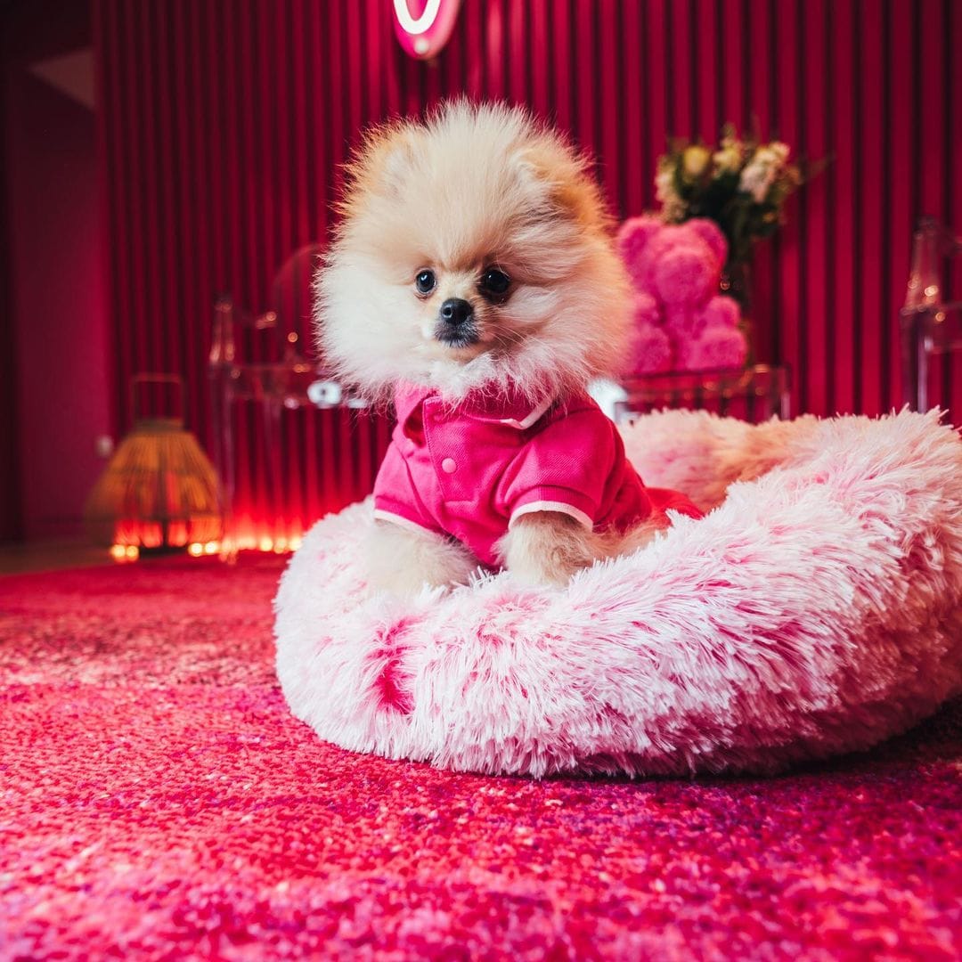 If You Are a Fan of Anything "Cute," These Photos Of Dj Cuppy's Dogs Will Make You Go "Awnnn" 13 186739505 117948477092723 4828491979250907075 n