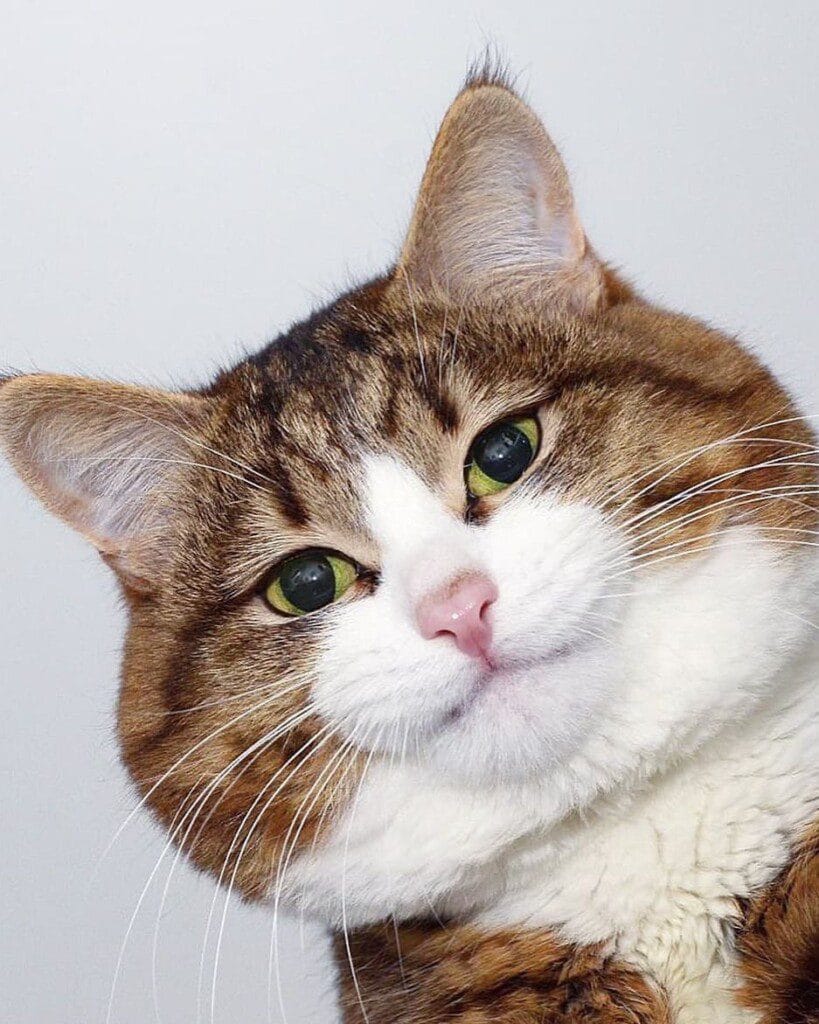 Expressive Cat Meet Rexie, The Most Expressive Cat in the World | GlamCityz